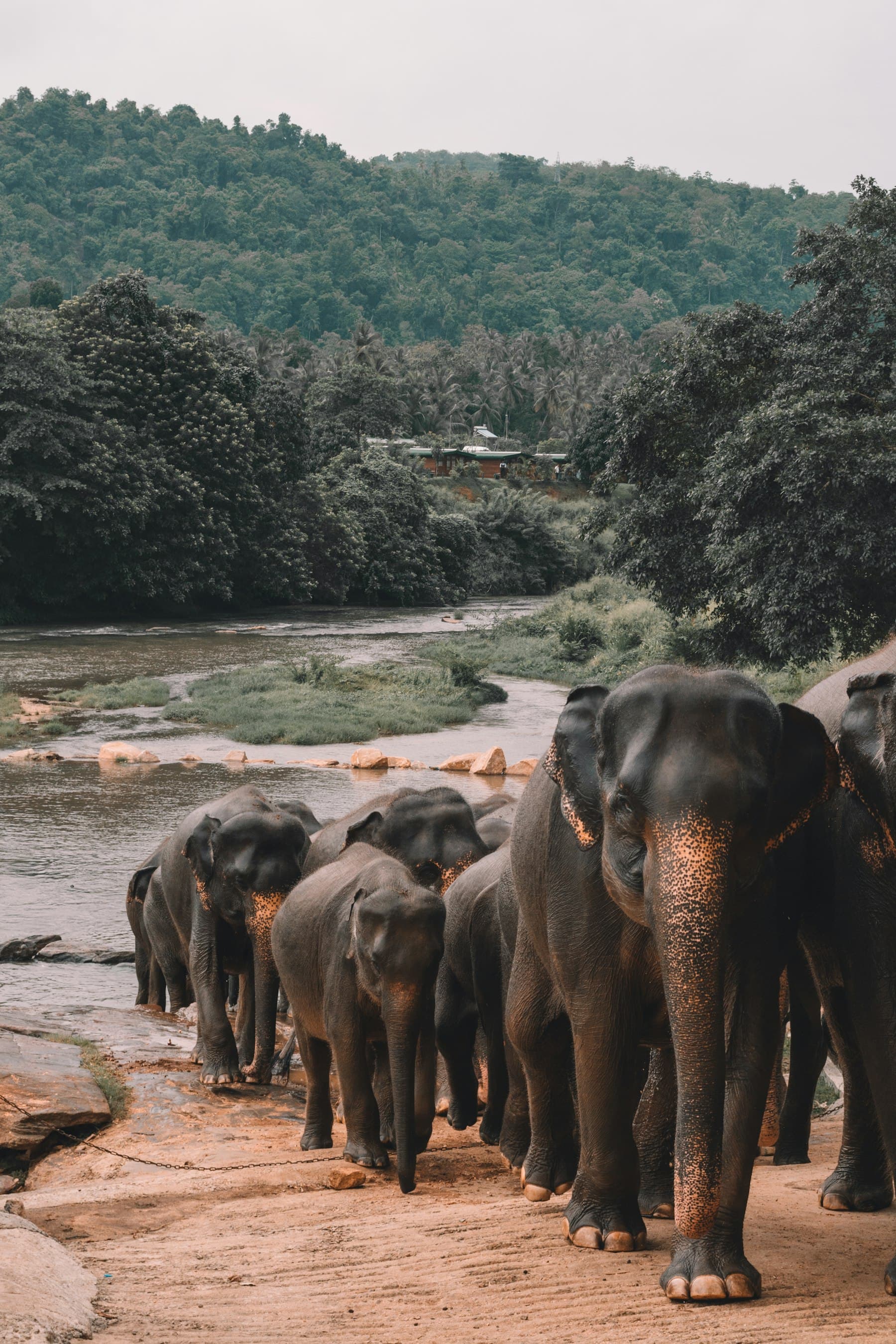 Elefanten in einem Nationalpark Sri Lankas
